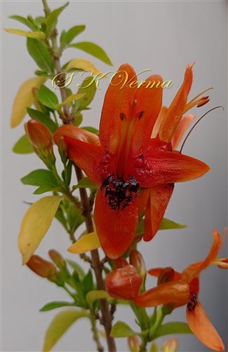  Flowering shoot